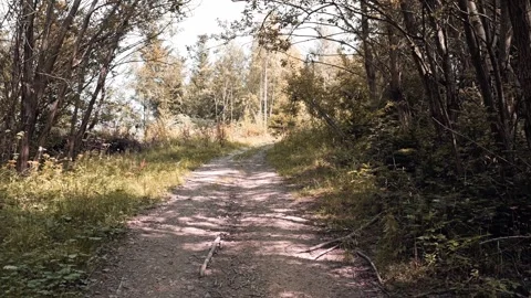 Serene Forest Path: Sunlit Trail Through Dense Woods For A Quiet Nature Walk 库存影片 318032618