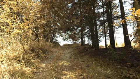 Serene Forest Path: Sunlit Trail Through Dense Woods For A Quiet Nature Walk Vidéo 318181312