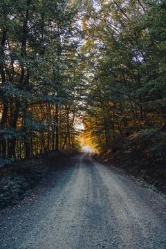 Serene Forest Path at Sunset Stock Photos