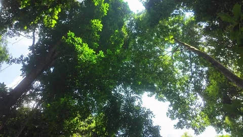 A serene forest path surrounded by lush green trees in a tropical forest in Thai Stock Footage 310936791
