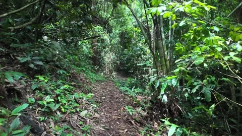 A serene forest path surrounded by lush green trees in a tropical forest in Thai Stock Footage 310936821