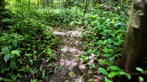 A serene forest path surrounded by lush green trees in a tropical forest in Thai Stock Footage 310936910