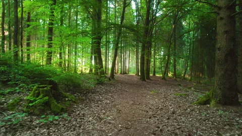 Serene forest path is surrounded by towering trees and illuminated by soft rays Stock Footage 289475148
