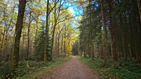 Serene Forest Path with Tall Trees during Autumn Stock Footage 290727100