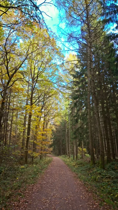 Serene Forest Path with Tall Trees during Autumn Stock Footage 290776705