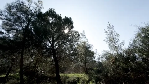 Serene forest path with tall trees and vibrant foliage during a clear day Stock Footage 300868488