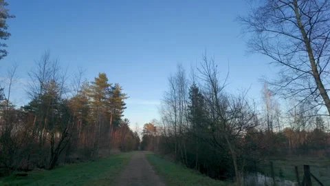 Serene forest path under a clear blue sky Video stock 324272567