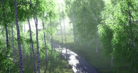 Serene forest path winding through lush green foliage in morning light Stock Footage 304520148