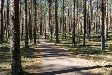 Serene Forest Path Winding Through Tall Pine Trees Stock Photos