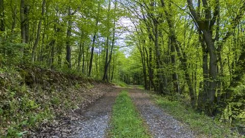 A serene forest path winding through lush greenery, surrounded by tall trees Stock Photos