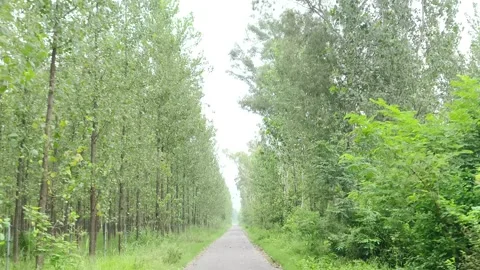 Serene Forest Pathway Amidst Green Canopy Stockbeeldmateriaal 343908494