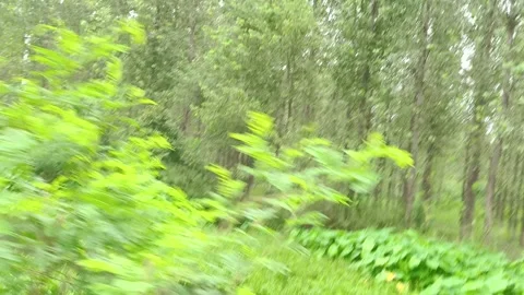 Serene Forest Pathway Amidst Greenery 스톡 동영상 343908443