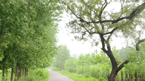 Serene Forest Pathway Amidst Greenery Stock-Footage 343909119