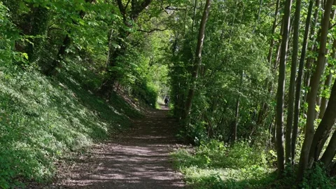 A Serene Forest Pathway That is Beautifully Surrounded by Lush Greenery and Stock Footage 309053629