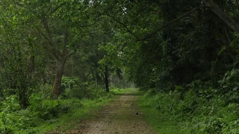 Serene forest pathway beneath a lush tropical tree canopy Vídeo Stock 337928635