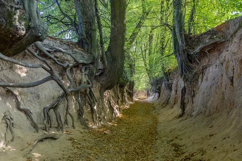 Serene Forest Pathway with Exposed Tree Roots and Autumn Leaves in a Tranqu.. Stock Photos