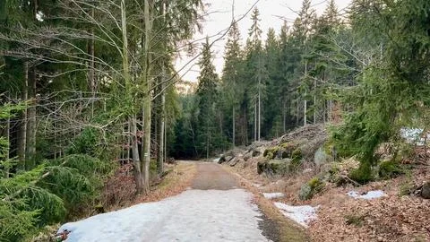 A Serene Forest Pathway Featuring Rocks and a Bench Surrounded by Natures B.. Stock Photos