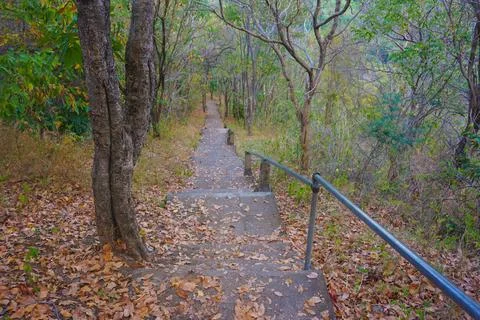 Serene Forest Pathway Stock Photos