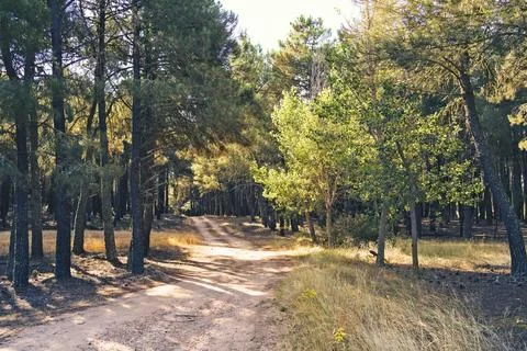 Serene Forest Pathway Stock Photos