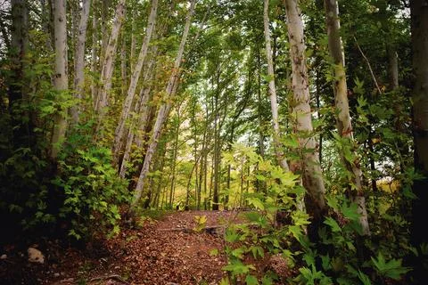 Serene Forest Pathway 스톡 사진