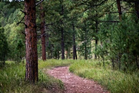 Serene Forest Pathway Stock Photos