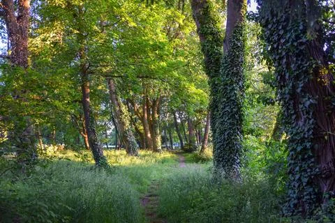 Serene Forest Pathway Stock Photos