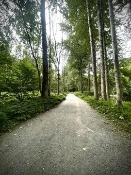 Serene Forest Pathway Foto stock