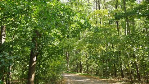 Serene Forest Pathway Stock Photos