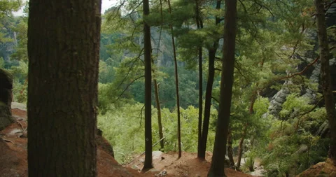A serene forest pathway with tall pine trees and a rocky cliff in the background Stock Footage 279934078