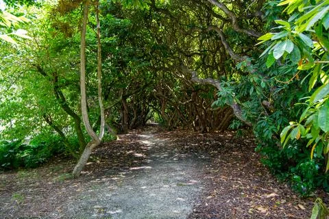 Serene Forest Pathway Through Lush Greenery Stock Photos