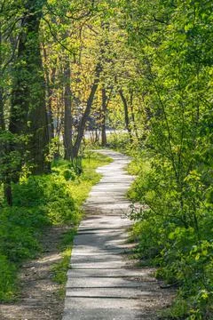 Serene Forest Pathway Through Lush Greenery 스톡 사진