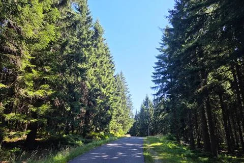 Serene Forest Pathway Through Tall Pine Trees Under a Clear Blue Sky Stock Photos