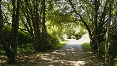 Serene Forest Pathway tranquil walk Stock Footage 278044558
