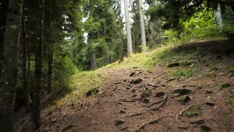 Serene forest pathway winding through lush greenery and rocky terrain Vidéo 285075941