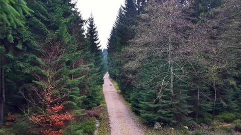 Serene forest pathway, winding trail through mixed woods, pathway extending Stock Photos