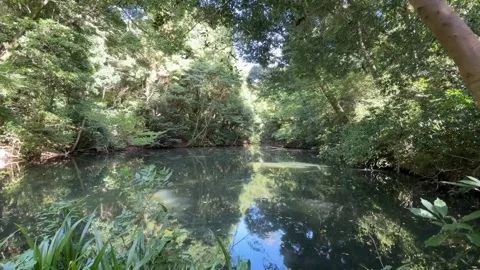 Serene Forest Pond Reflecting Dense Green Trees 库存影片 342264053