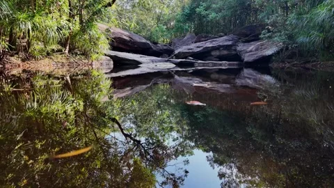 Serene Forest Pond Reflection Amidst Lush Greenery Stock Footage 263093988