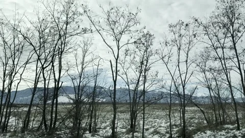 Serene Forest with Power Line Pole and Bare Trees Stock Footage 293471740