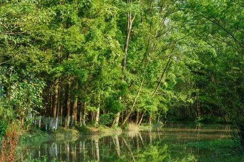 Serene Forest Reflections by a Tranquil River Stock Photos