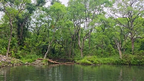 Serene forest river with a fallen tree log across the water a calm, flowing Vídeos de archivo 342585603