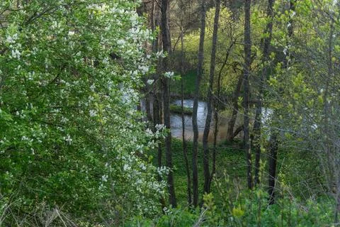 A serene forest river flows gently through a lush landscape, illuminated by.. Foto stock