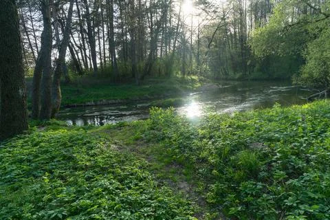 A serene forest river flows gently through a lush landscape, illuminated by.. Foto stock