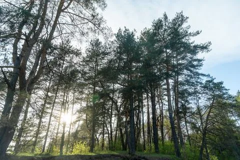A serene forest river flows gently through a lush landscape, illuminated by.. Stock Photos