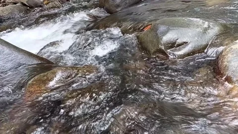 Serene Forest River Stream Flowing over Rocks - Full HD Nature Landscape Stock Footage 329086255