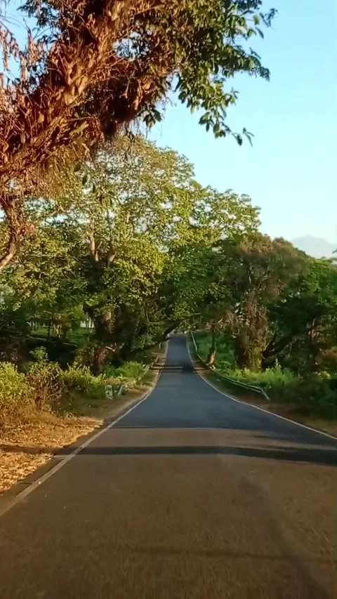 A serene forest road Stock Footage 278052774