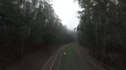 Serene Forest Road Lost in the Mist Stock Footage 309939332