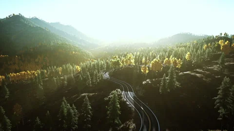 A serene forest road at sunset Stock Footage 251894909