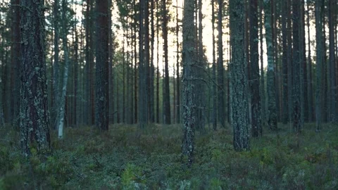 Serene forest scene captures the quiet beauty of nature Видео 296283724