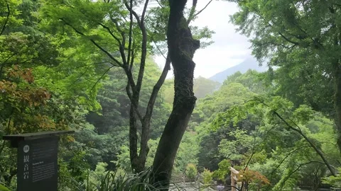 Serene forest scene with dense canopy and distant mountains 動画素材 337698004