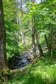A serene forest scene featuring a stream and lush greenery in the wilderness. Stock Photos